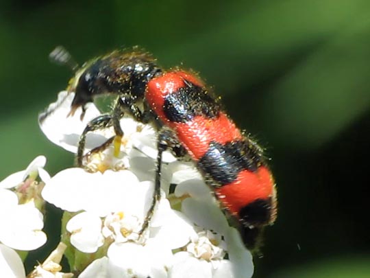Gewöhnlicher Bienenkäfer, Trichodes apiarius