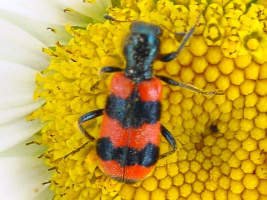 Gewöhnlicher Bienenkäfer, Trichodes apiarius