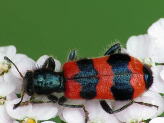 Gewöhnlicher Bienenkäfer, Trichodes apiarius
