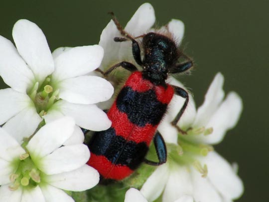 Gewöhnlicher Bienenkäfer, Trichodes apiarius