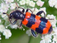 Gewöhnlicher Bienenkäfer, Trichodes apiarius