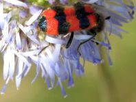 Gewöhnlicher Bienenkäfer, Trichodes apiarius