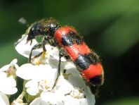 Gewöhnlicher Bienenkäfer, Trichodes apiarius