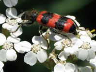 Gewöhnlicher Bienenkäfer, Trichodes apiarius
