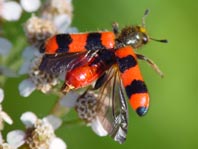 Gewöhnlicher Bienenkäfer, Trichodes apiarius