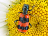 Gewöhnlicher Bienenkäfer, Trichodes apiarius