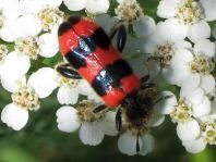 Gewöhnlicher Bienenkäfer, Trichodes apiarius