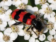 Gewöhnlicher Bienenkäfer, Trichodes apiarius