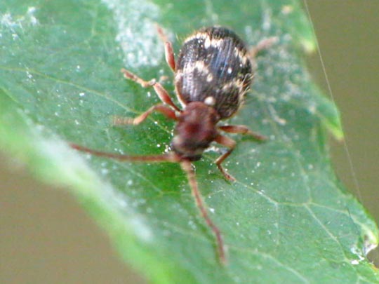 Ptinus rufipes