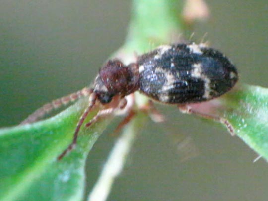 Ptinus rufipes