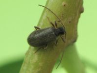 Ptinus rufipes