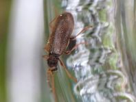 Ptinus rufipes