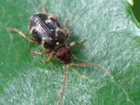 Ptinus rufipes