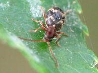 Ptinus rufipes