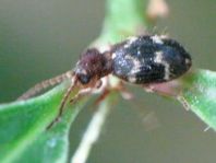 Ptinus rufipes