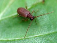 Ptinus dubius