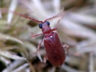 Ptinus dubius