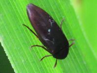 Melandryidae