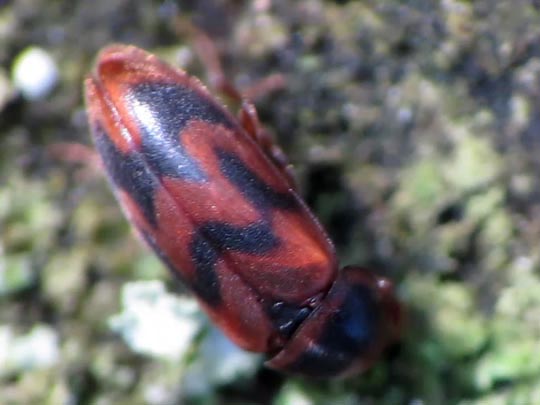 Abdera flexuosa