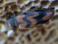 Abdera flexuosa