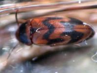 Abdera flexuosa