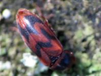 Abdera flexuosa