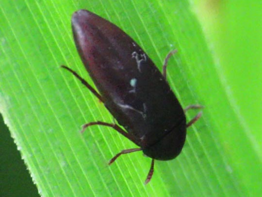 Melandryidae