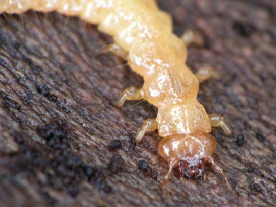 Feuerkäfer, Pyrochroidae, Larve
