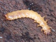 Feuerkäfer, Pyrochroidae, Larve