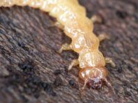 Feuerkäfer, Pyrochroidae, Larve