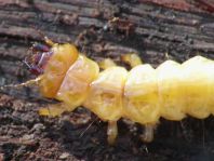 Scharlachroter Feuerkäfer, Pyrochroa coccinea
