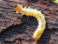 Scharlachroter Feuerkäfer, Pyrochroa coccinea