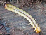 Scharlachroter Feuerkäfer, Pyrochroa coccinea
