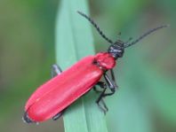 Scharlachroter Feuerkäfer, Pyrochroa coccinea