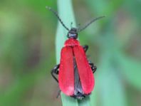 Scharlachroter Feuerkäfer, Pyrochroa coccinea