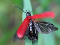 Scharlachroter Feuerkäfer, Pyrochroa coccinea