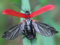 Scharlachroter Feuerkäfer, Pyrochroa coccinea
