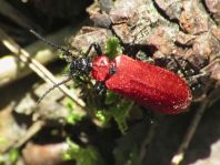 Scharlachroter Feuerkäfer, Pyrochroa coccinea