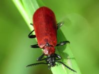 Scharlachroter Feuerkäfer, Pyrochroa coccinea