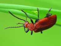 Pyrochroa serraticornis