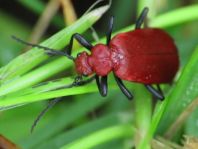 Pyrochroa serraticornis