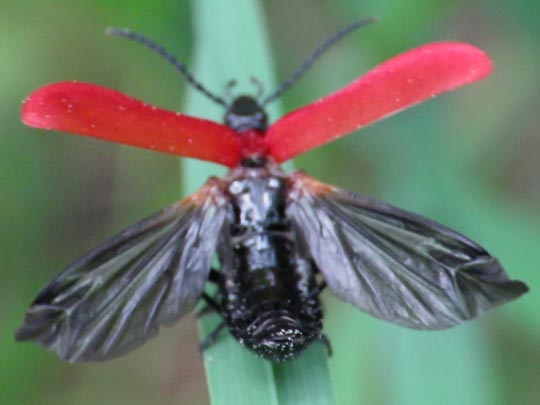Scharlachroter Feuerkäfer, Pyrochroa coccinea