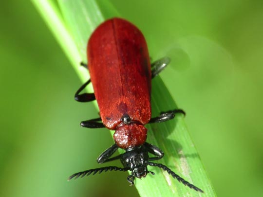 Scharlachroter Feuerkäfer, Pyrochroa coccinea