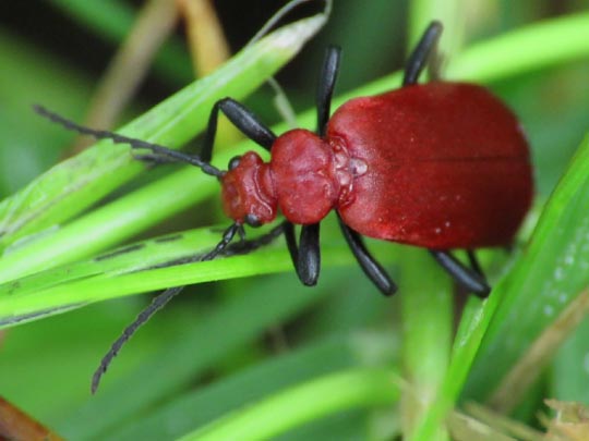 Pyrochroa serraticornis