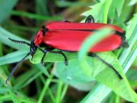 Scharlachroter Feuerkäfer, Pyrochroa coccinea