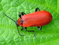 Scharlachroter Feuerkäfer, Pyrochroa coccinea