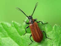 Orangefarbener Feuerkäfer, Schizotus pectinicornis