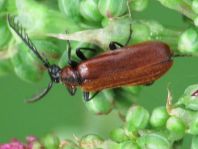 Orangefarbener Feuerkäfer, Schizotus pectinicornis