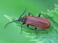 Orangefarbener Feuerkäfer, Schizotus pectinicornis