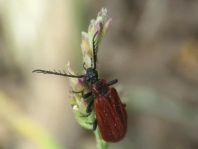 Orangefarbener Feuerkäfer, Schizotus pectinicornis